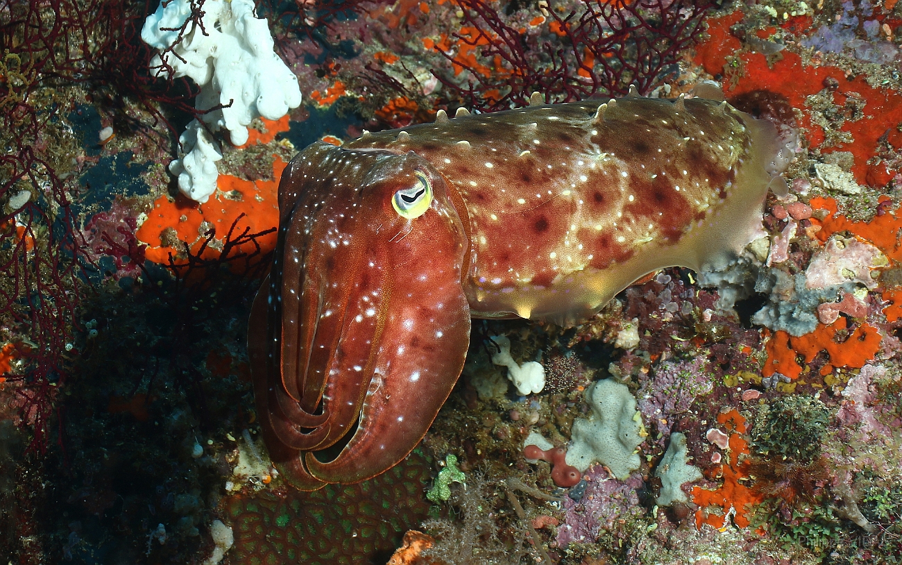Raja Ampat 2016 - Sepia latimanus - Broadclub cuttlefish - Seiche - IMG_4589_rc.jpg